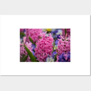 Pink Hyacinth Posters and Art